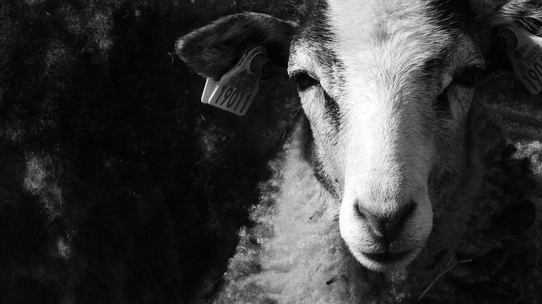 Lamb