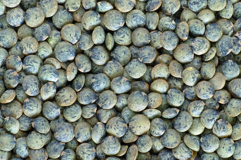 lentils du puy