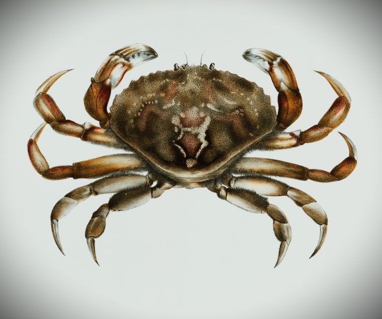 Crab